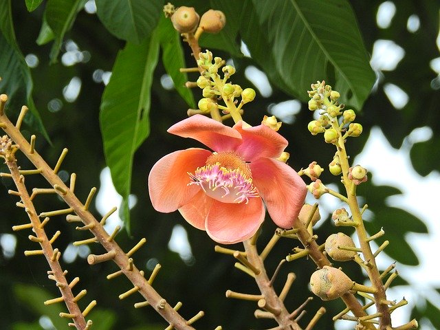 Unduh gratis Cannon Ball Tree Thailand Blossom - foto atau gambar gratis untuk diedit dengan editor gambar online GIMP