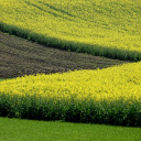Canola Field  screen for extension Chrome web store in OffiDocs Chromium