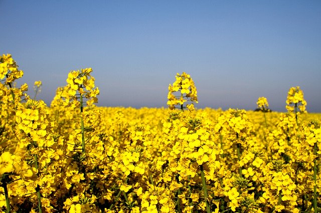 Free picture Canola Field Oilseed Rape Yellow -  to be edited by GIMP free image editor by OffiDocs