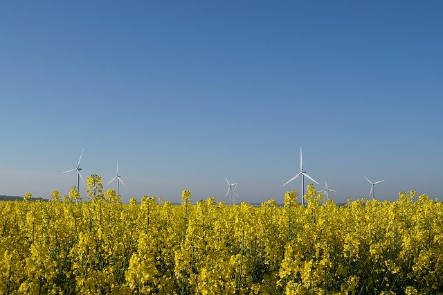 Gratis download Canola Field Windmill - gratis foto of afbeelding om te bewerken met GIMP online afbeeldingseditor