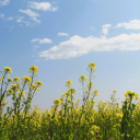 CANOLA Theme  screen for extension Chrome web store in OffiDocs Chromium