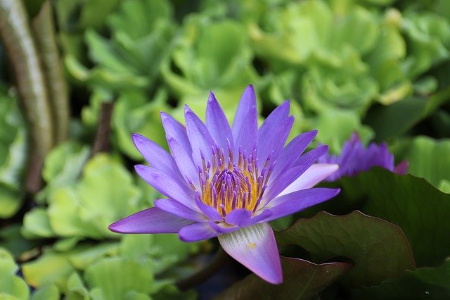 Muat turun percuma Canon Nature Colorful - foto atau gambar percuma untuk diedit dengan editor imej dalam talian GIMP