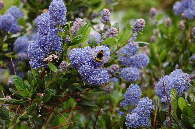 Gratis download Céanothe Bourdon Flower Blue - gratis foto of afbeelding om te bewerken met GIMP online afbeeldingseditor