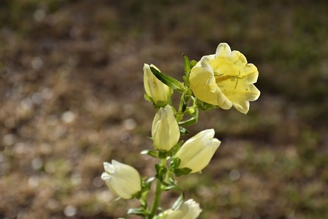 カンタベリーベルの花植物の無料画像を無料でダウンロードし、GIMPで編集できる無料のオンライン画像エディター