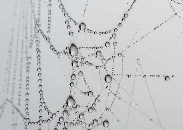 Free download Canvas Spider Drops -  free photo or picture to be edited with GIMP online image editor