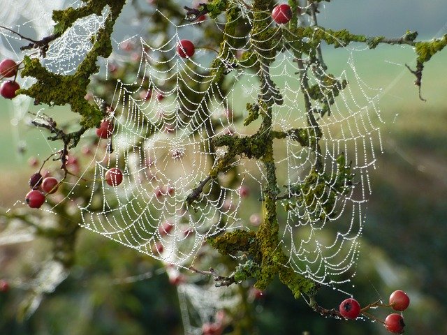 Descarga gratuita Canvas Spider Nature: foto o imagen gratuita para editar con el editor de imágenes en línea GIMP