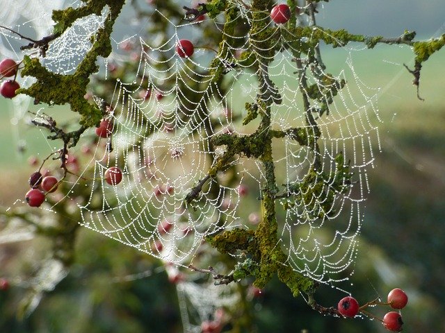 ดาวน์โหลดฟรี Canvas Spider Nature - ภาพถ่ายหรือรูปภาพฟรีที่จะแก้ไขด้วยโปรแกรมแก้ไขรูปภาพออนไลน์ GIMP