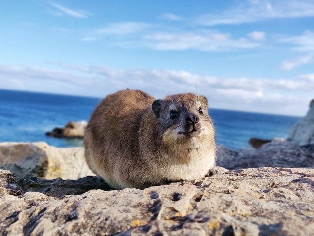 Gratis download Capetown Animal Cute - gratis foto of afbeelding om te bewerken met GIMP online afbeeldingseditor
