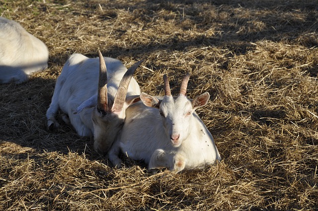 Free download capra animal livestock mammal free picture to be edited with GIMP free online image editor