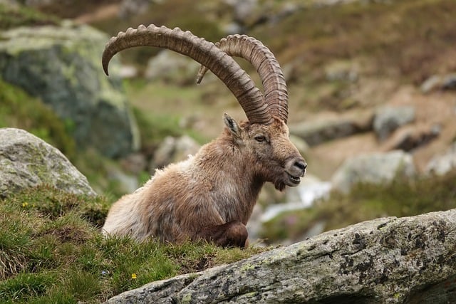 Free download capra ibex horns alps animal ibex free picture to be edited with GIMP free online image editor