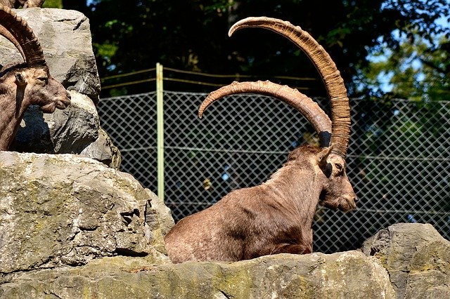 Free download Capricorn Enclosure Wild Animal -  free photo or picture to be edited with GIMP online image editor