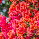 captures a bougainvillea tree in full bloom  screen for extension Chrome web store in OffiDocs Chromium