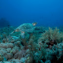 Captures the world rarest turtle  screen for extension Chrome web store in OffiDocs Chromium