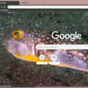 Ca Puffer  screen for extension Chrome web store in OffiDocs Chromium