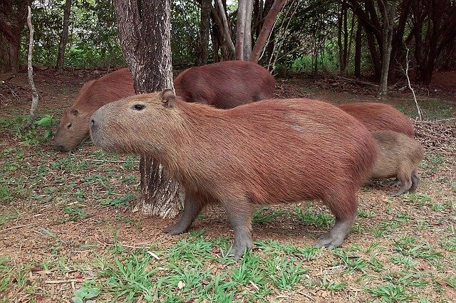 免费下载 Capybara Animal Mammal - 使用 GIMP 在线图像编辑器编辑的免费照片或图片