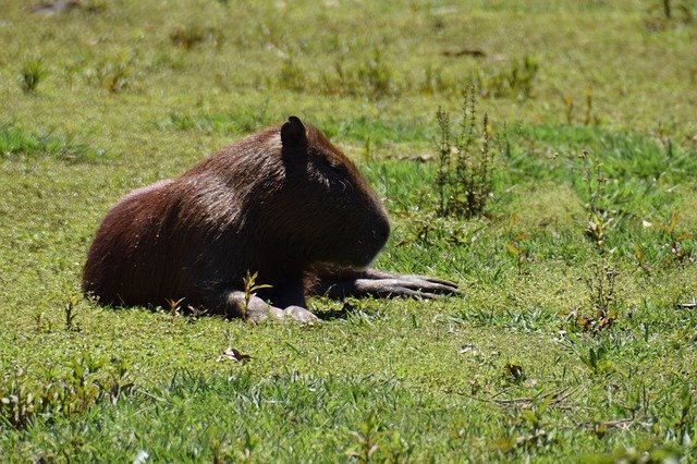 הורדה חינם Capybara Rodent Animal - תמונה או תמונה בחינם לעריכה עם עורך התמונות המקוון GIMP