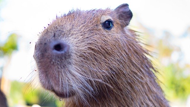 Download gratuito Capybara Rodent Nager - foto o immagine gratuita da modificare con l'editor di immagini online GIMP