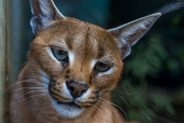 Free download caracal cat feline wildlife africa free picture to be edited with GIMP free online image editor