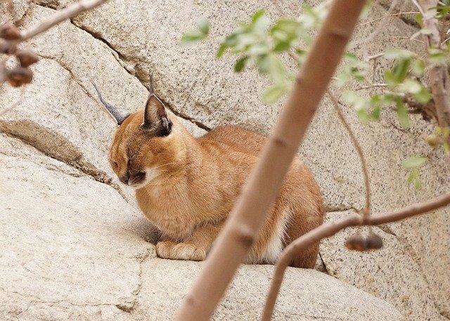Free download Caracal Cat Wild -  free photo or picture to be edited with GIMP online image editor