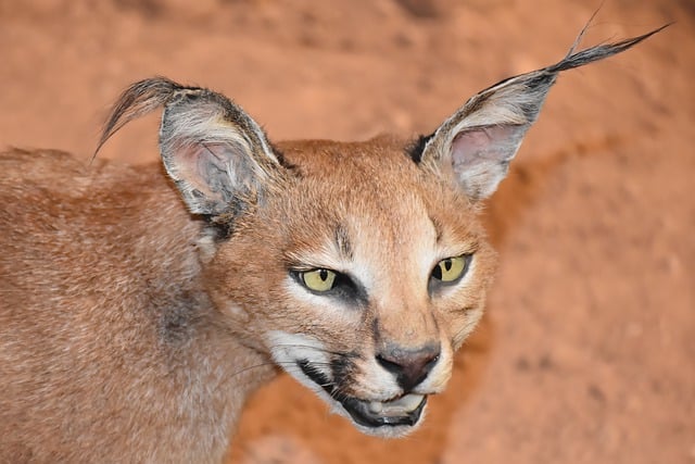 Free download caracal wild cat wildlife cat free picture to be edited with GIMP free online image editor