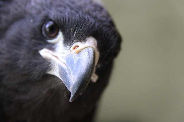 Kostenloser Download Caracara Falkland Bird - kostenloses Foto oder Bild zur Bearbeitung mit GIMP Online-Bildbearbeitung