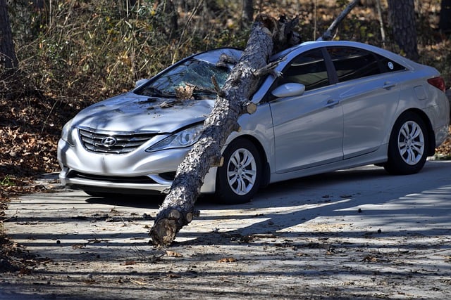 Free download car accident destroyed fallen tree free picture to be edited with GIMP free online image editor