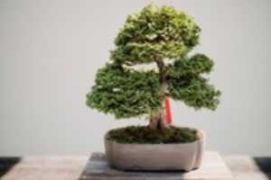 Free download Cara Menggunakan Pupuk Bonsai free photo or picture to be edited with GIMP online image editor