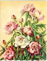 Free download card_003 free photo or picture to be edited with GIMP online image editor