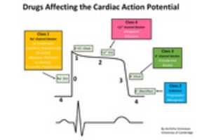 Free download Cardiac Action Potential free photo or picture to be edited with GIMP online image editor