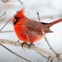 Cardinal  screen for extension Chrome web store in OffiDocs Chromium