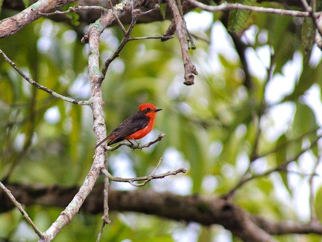 免费下载 Cardinal Ave Bird - 使用 GIMP 在线图像编辑器编辑的免费照片或图片