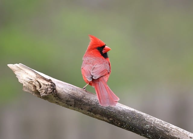 Free download cardinal bird nature wildlife free picture to be edited with GIMP free online image editor