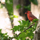 Cardinal Bird on a High Branch  screen for extension Chrome web store in OffiDocs Chromium