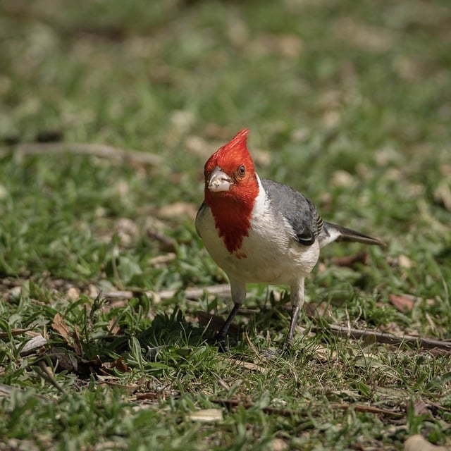 Free download cardinal bird sitting animal pens free picture to be edited with GIMP free online image editor