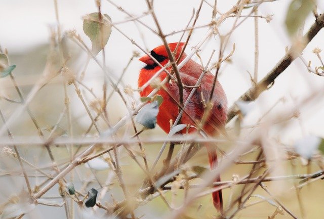 הורדה חינם Cardinal Bird Tree - תמונה או תמונה בחינם לעריכה עם עורך התמונות המקוון GIMP