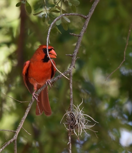 Free download cardinal bird wildlife avian free picture to be edited with GIMP free online image editor
