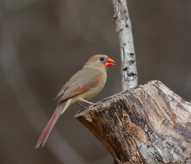 Free download cardinal female redbird songbird free picture to be edited with GIMP free online image editor