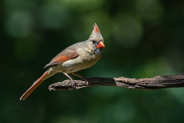 Free download cardinal female spring forest free picture to be edited with GIMP free online image editor