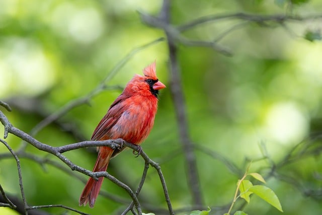 Free download cardinal male red feathers bird free picture to be edited with GIMP free online image editor