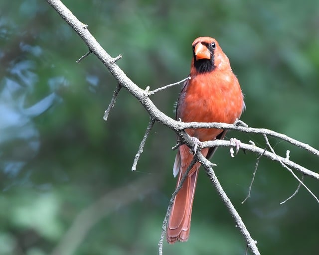 Free download cardinal nature bird wildlife free picture to be edited with GIMP free online image editor