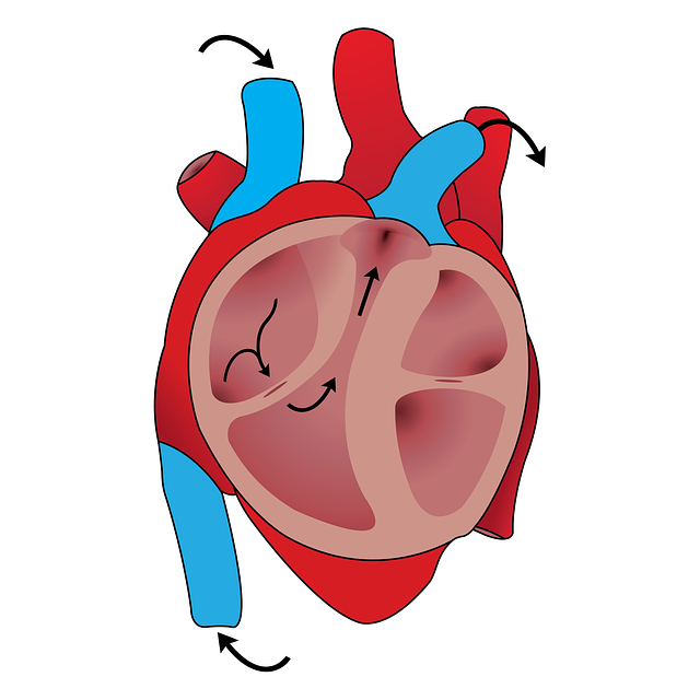 Free download Cardiovascular Heart Blood Flow -  free illustration to be edited with GIMP free online image editor