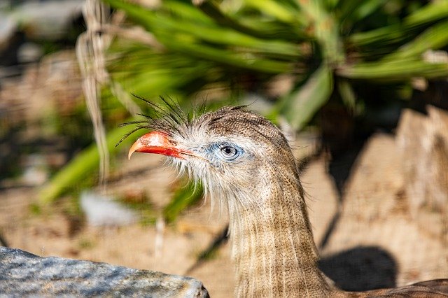 Descarga gratuita Cariama Bird Animal: foto o imagen gratuita para editar con el editor de imágenes en línea GIMP