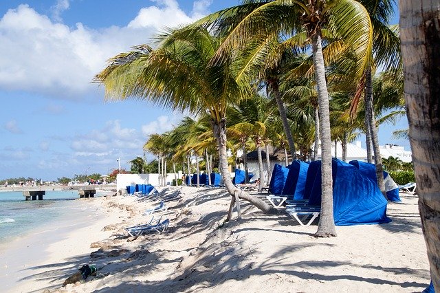 Free download Caribbean Beach Palm Trees -  free photo or picture to be edited with GIMP online image editor
