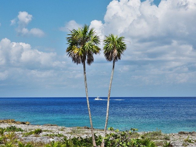 Free download Caribbean Palms Cozumel -  free photo or picture to be edited with GIMP online image editor