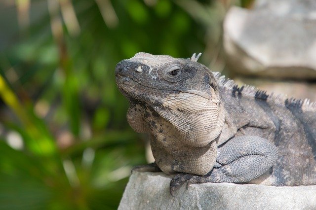 Free download Caribbean Tulum Iguana -  free photo or picture to be edited with GIMP online image editor