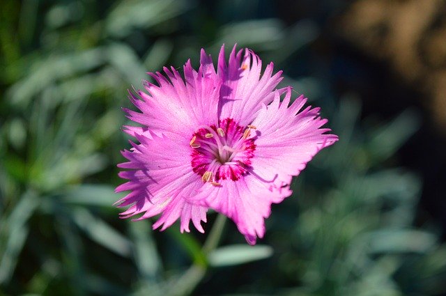 Bezpłatne pobieranie Carnation Blossom Bloom Close - bezpłatne zdjęcie lub obraz do edycji za pomocą internetowego edytora obrazów GIMP