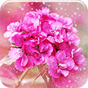 Carnation Flower  screen for extension Chrome web store in OffiDocs Chromium