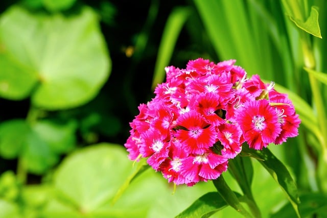 Free download carnation flower bloom nature free picture to be edited with GIMP free online image editor