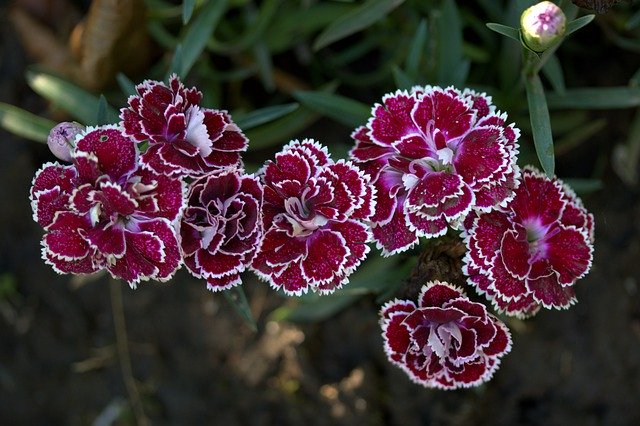 Bezpłatne pobieranie Kolorowanie kwiatów goździka - bezpłatne zdjęcie lub obraz do edycji za pomocą internetowego edytora obrazów GIMP