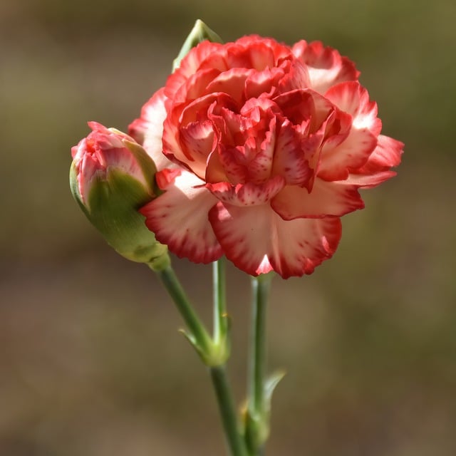 Free graphic carnation flower plant petals bud to be edited by GIMP free image editor by OffiDocs